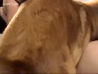 Eager slutty golden dog pleases his owner's leaking snatch